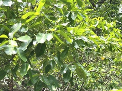 Syzygium nervosum