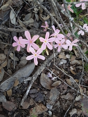 Phlox adsurgens