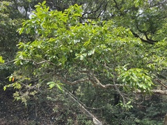 Syzygium nervosum