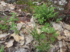 Cardamine parviflora