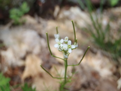 Cardamine parviflora