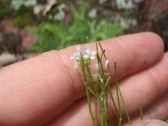 Cardamine parviflora