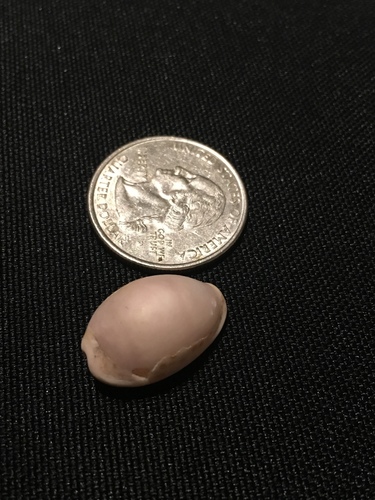 Naria albuginosa