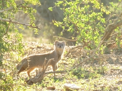Cynictis penicillata penicillata