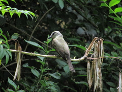 Tyrannus melancholicus