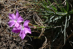 Dianthus basuticus