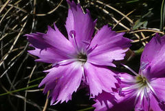 Dianthus basuticus