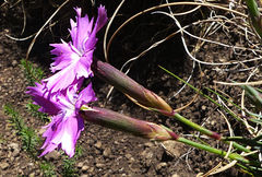 Dianthus basuticus
