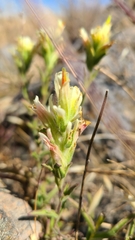 Castilleja affinis neglecta