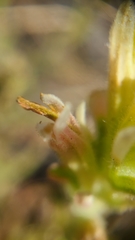 Castilleja affinis neglecta