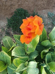 Canna × generalis