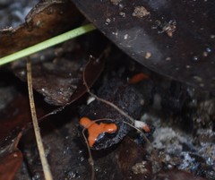 Pseudophryne australis