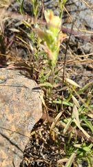 Castilleja affinis neglecta