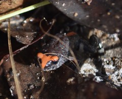 Pseudophryne australis