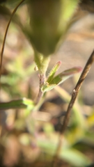 Castilleja affinis neglecta