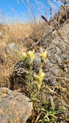 Castilleja affinis neglecta