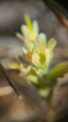 Castilleja affinis neglecta