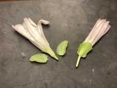 Calystegia atriplicifolia