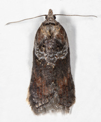 Acleris celiana