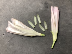 Calystegia atriplicifolia