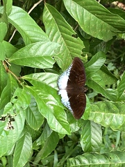 Tanaecia iapis puseda