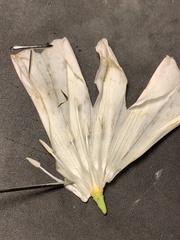 Calystegia atriplicifolia