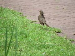 Turdus rufiventris