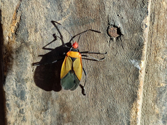 Dysdercus peruvianus