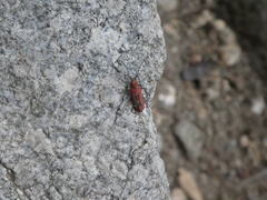 Holopleura marginata