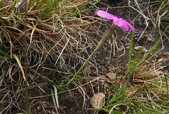 Dianthus basuticus subsp. basuticus image