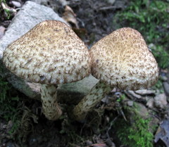 Lacrymaria echiniceps