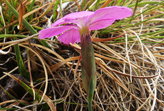 Dianthus basuticus subsp. basuticus image