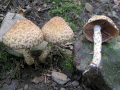 Lacrymaria echiniceps