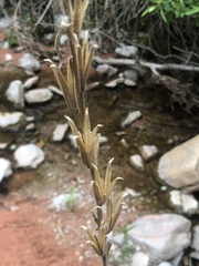 Oenothera longissima