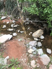 Oenothera longissima