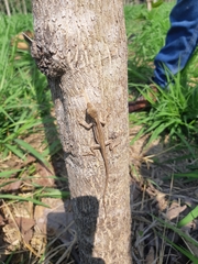 Anolis wellbornae