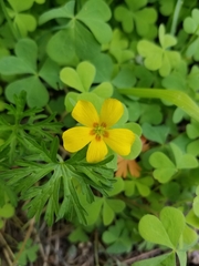 Oxalis suksdorfii