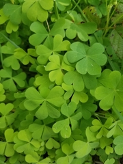 Oxalis suksdorfii