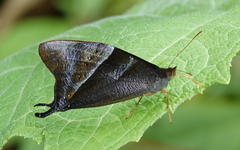Corades pannonia