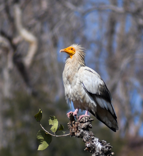 Vautour percnoptère