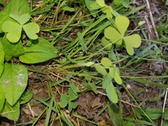 Oxalis suksdorfii