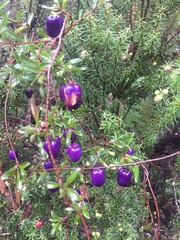 Billardiera longiflora