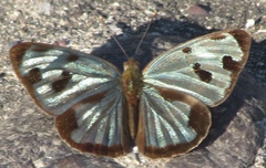 Dynamine postverta mexicana