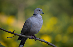 Streptopelia decaocto
