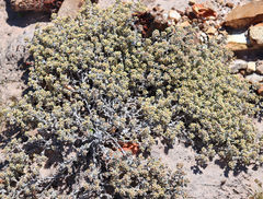 Helichrysum litorale
