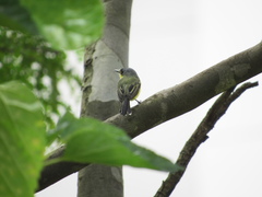 Todirostrum poliocephalum