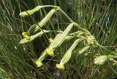Silene burchellii