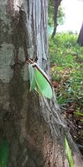 Actias aliena