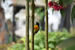 Aethopyga nipalensis