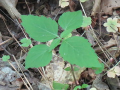Phryma